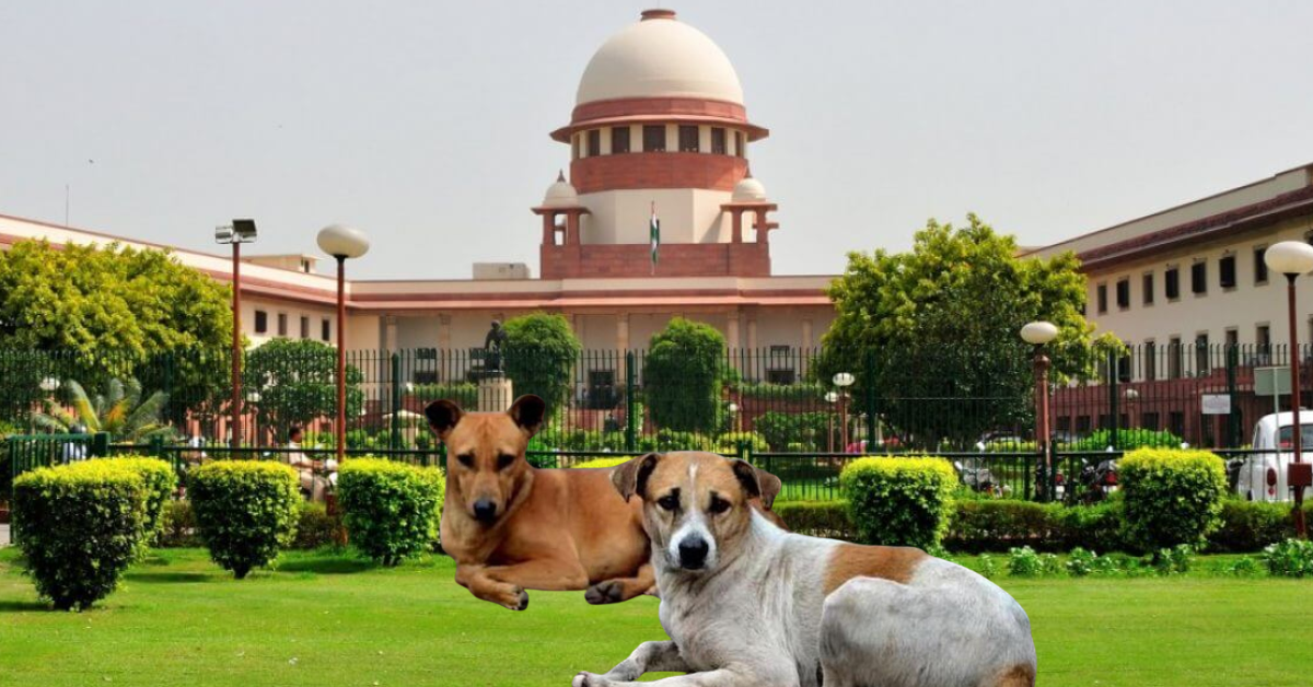 New Three-Judge SC Bench to Hear Stray Dog Case on August 14 - Citizen News Daily